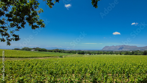 South African vineyard near the town of Constantia Cape Town. photo