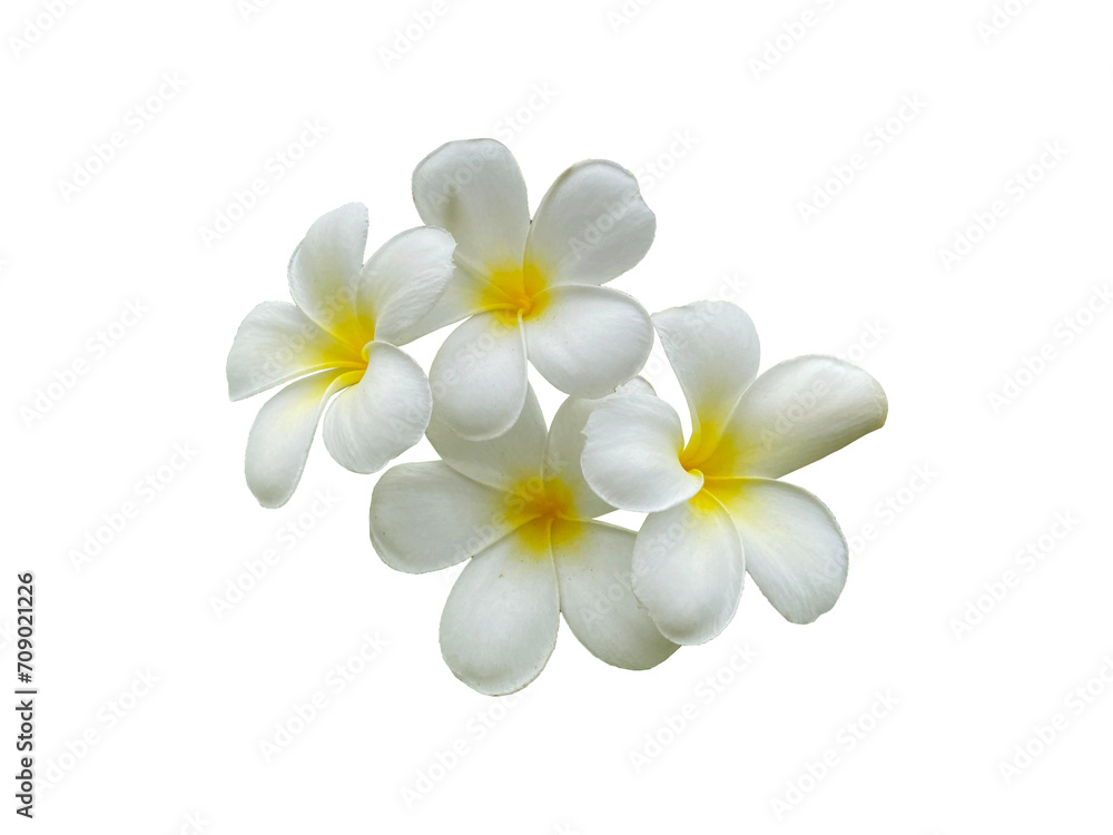 Naklejka premium white frangipani flowers