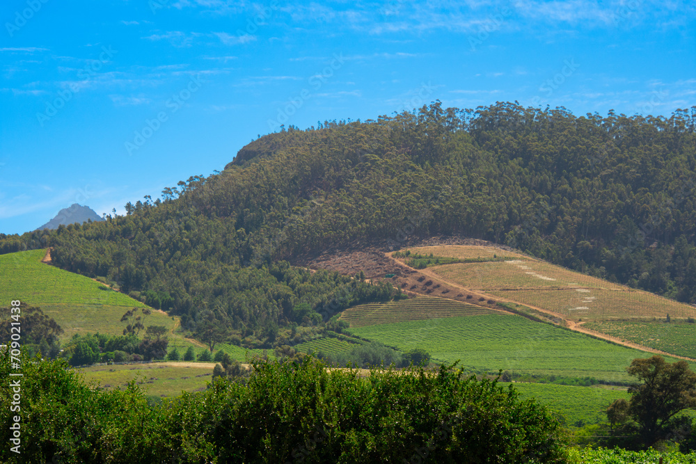 South African vineyard near the pretty town of Stellenbosh 