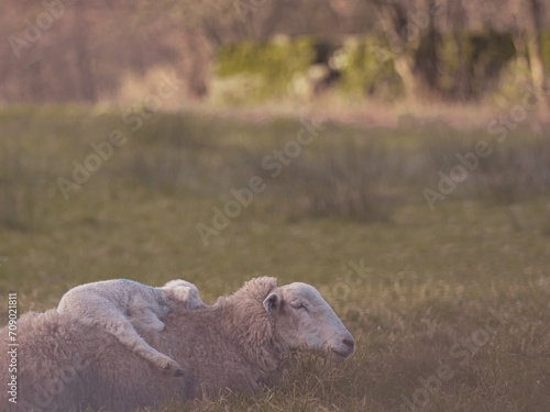 Lamb sleeping on mum