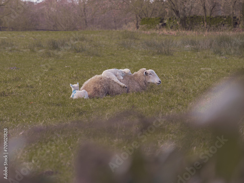 Lamb sleeping on mum