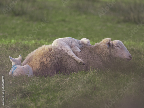Lamb sleeping on mum