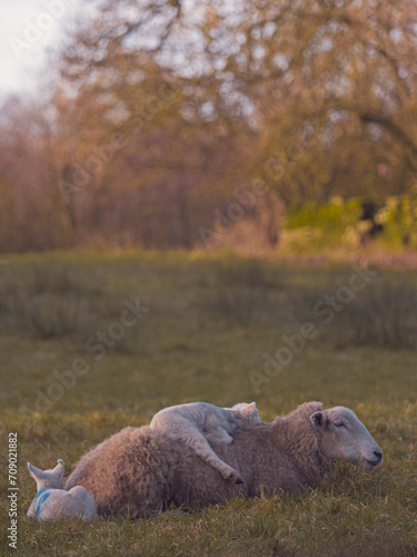Lamb sleeping on mum