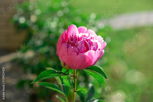 Wallpaper Mural Pink peony flower on bush with green leaves blooming in sunlight in garden. Outdoor floral background. Paeonia lactiflora Sarah Bernhardt. Double pink peony flower. Torontodigital.ca