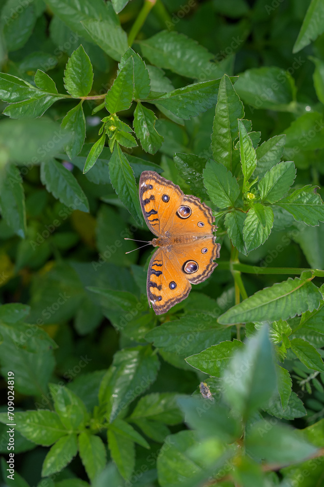A butterfly on a leaf is spreading its wings, a beautiful butterfly A butterfly on a leaf is spreading its wings, a beautiful butterfly