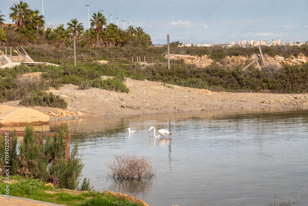 Murcia - San Pedro del Pinatar: sus salinas, playa y espacio natural. Murcia - San Pedro del Pinatar: sus salinas, playa y espacio natural.