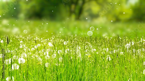dandelion meadow with rising blowball pollination in the air, fresh green nature scene concept with blurred background and copy space for pollen allergy season