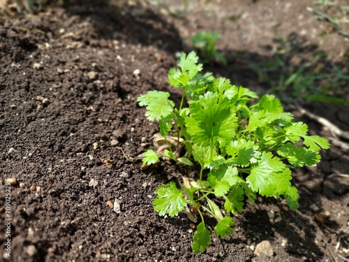 The small corriander plant with lots of leaves.shot from high angle