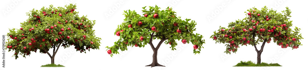 Fototapeta premium Set of orchard trees with ripe red apples, cut out