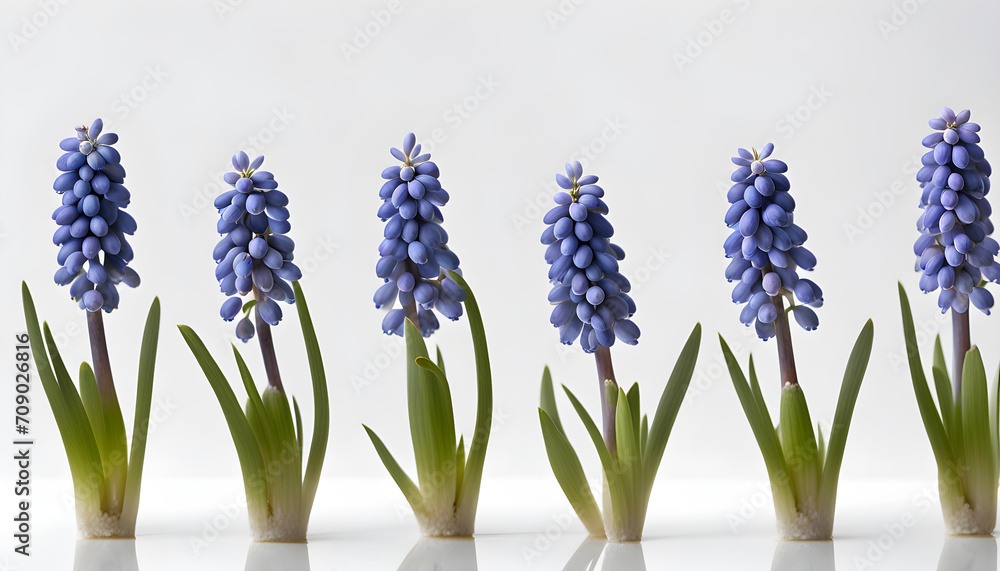 Obraz premium Isolate Grape Hyacinth