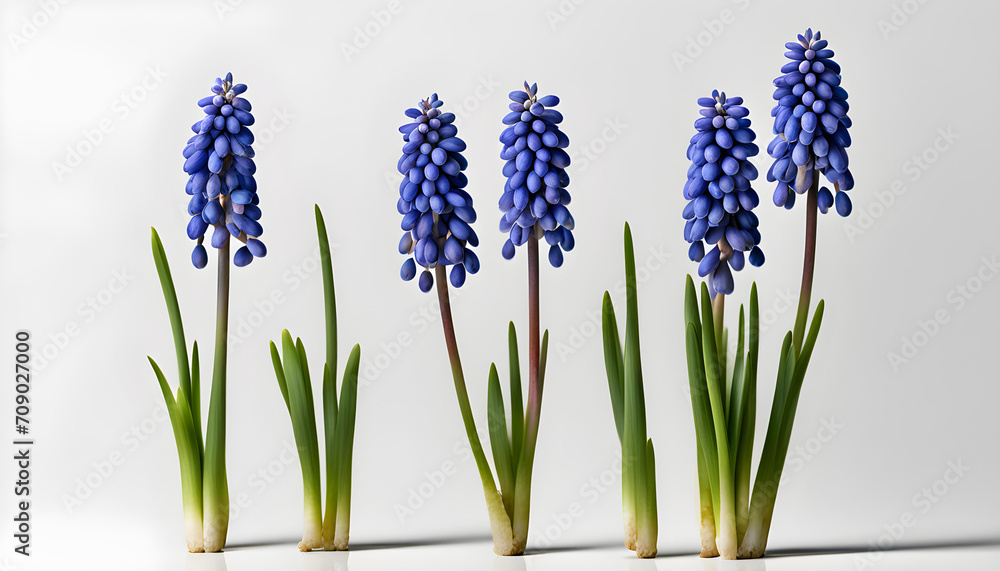 Obraz premium Isolate Grape Hyacinth