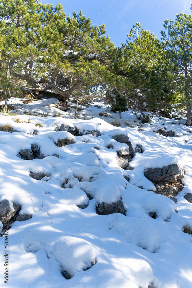 Pine tree cover with snow, blue sky, Albania mountain, 