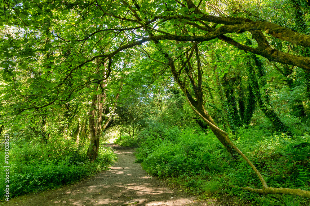 The West Devon Way passing through broad leaf forest near Okehampton, Devon, UK The West Devon Way passing through broad leaf forest near Okehampton, Devon, UK