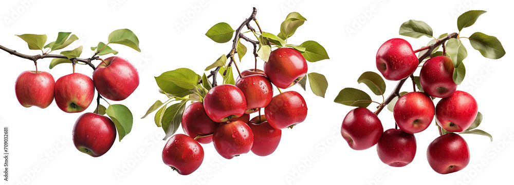 Set of branches of delicious red apples, cut out Set of branches of delicious red apples, cut out