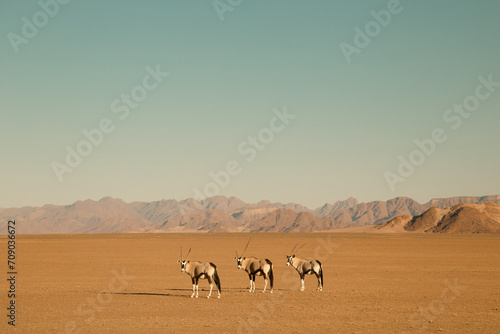 Oryx walking in a desert in Namibia, Sossusvlei National park photo