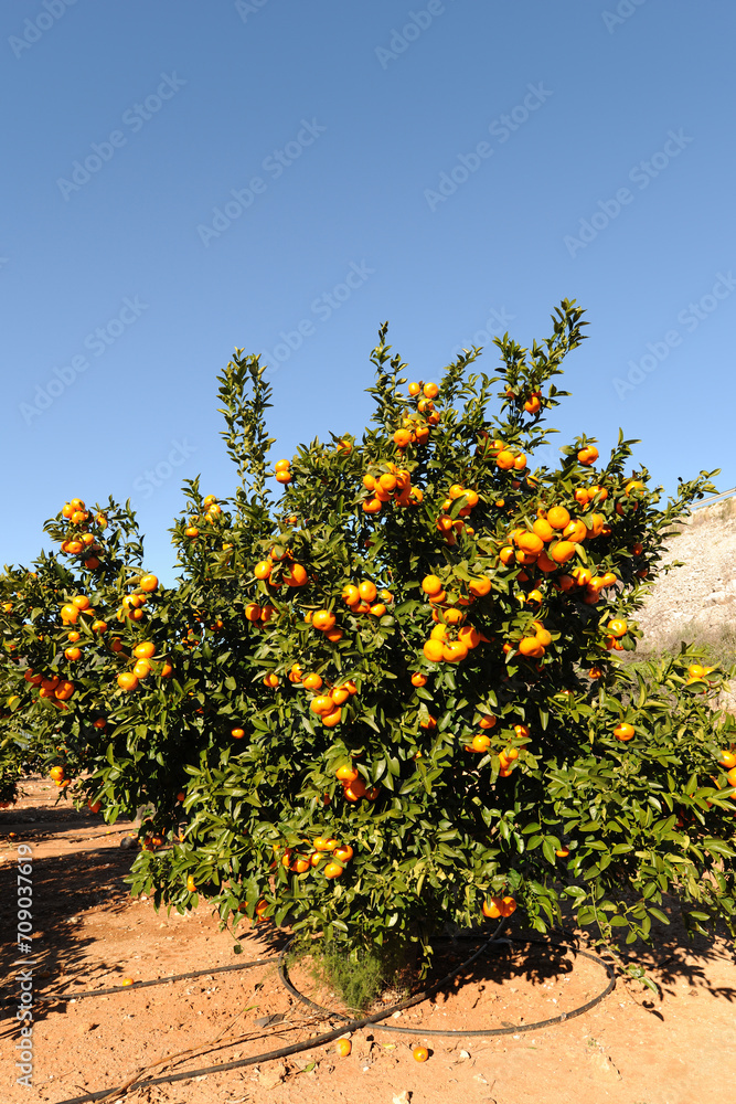 Orange orchard, trees with fruit ready for harvest