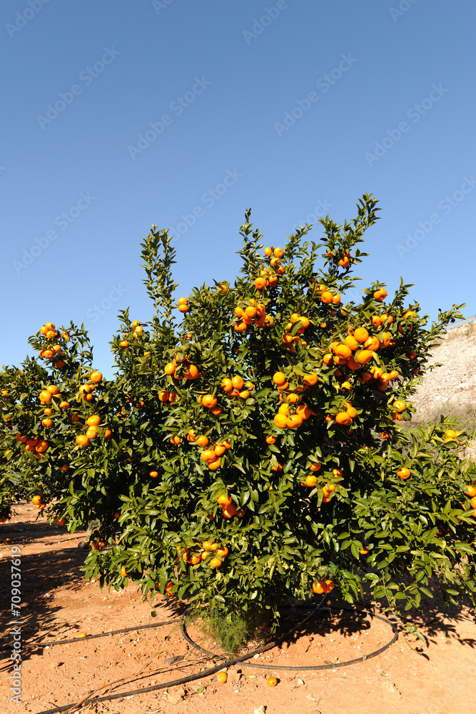 Orange orchard, trees with fruit ready for harvest Orange orchard, trees with fruit ready for harvest