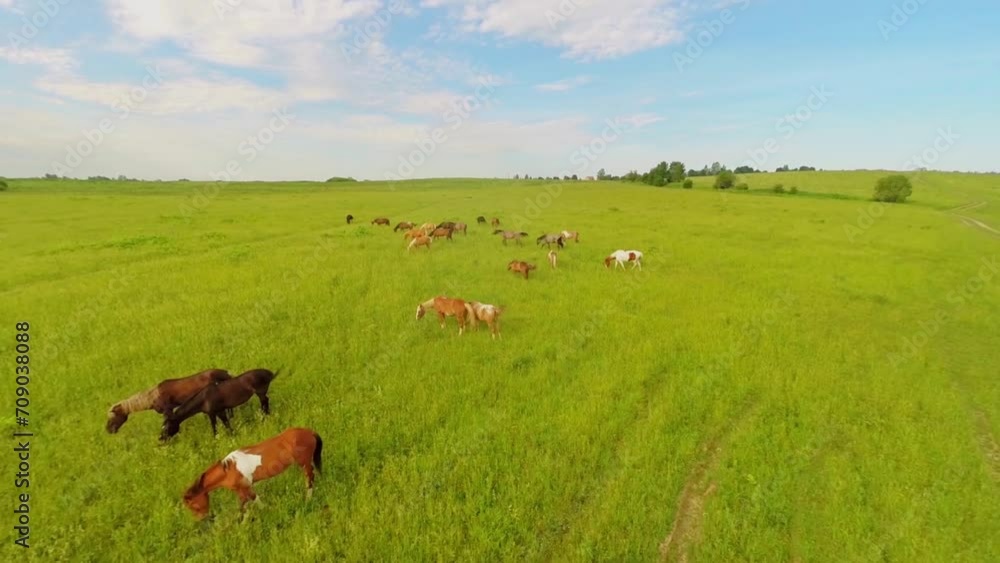 Horse herd graze on grass field at summer day. Aerial view Horse herd graze on grass field at summer day. Aerial view
