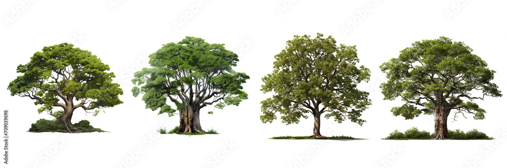 Set of Big tree realistic on a transparent background Set of Big tree realistic on a transparent background