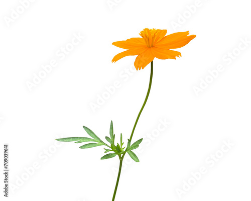 Wallpaper Mural orange cosmos flower isolated on transparent background Torontodigital.ca