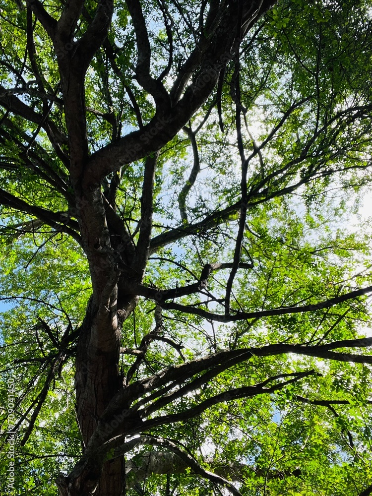 Fototapeta premium trees in the forest