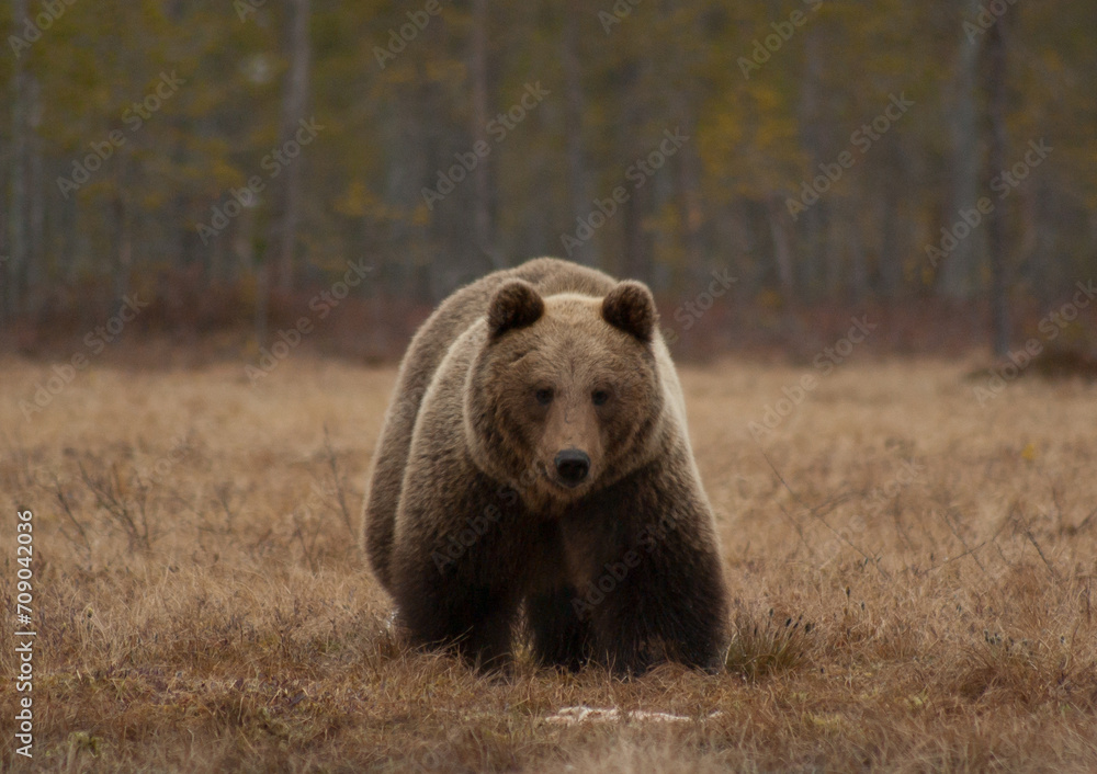 brown bear incoming brown bear incoming