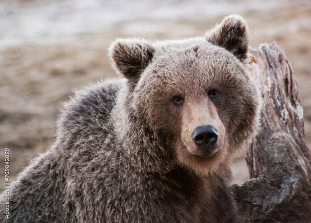 custom made wallpaper toronto digitalbrown bear portrait