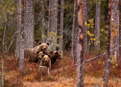 Wallpaper Mural Brown bear with cubs Torontodigital.ca