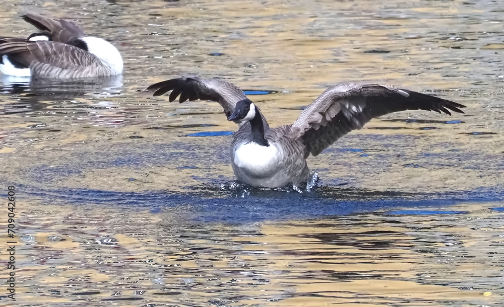 Single Canadian goose shakes feathers in the water Single Canadian goose shakes feathers in the water