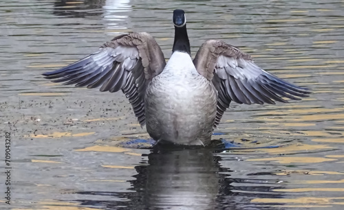 Single Canadian goose shakes feathers in the water