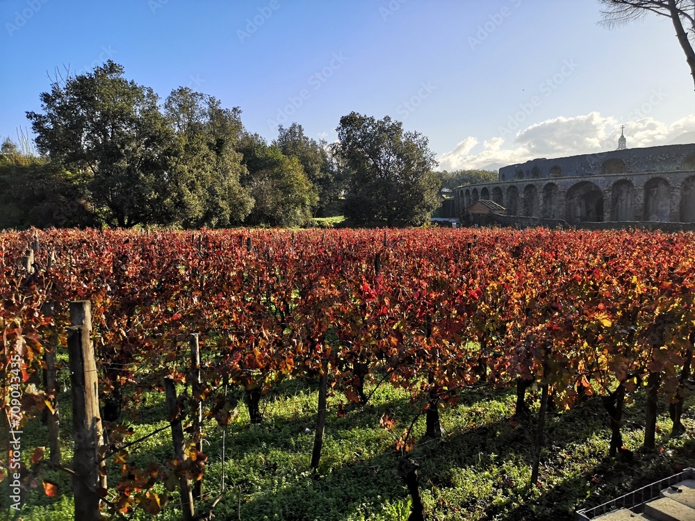 Vineyards in autumn in the city of Pompeii, Italy