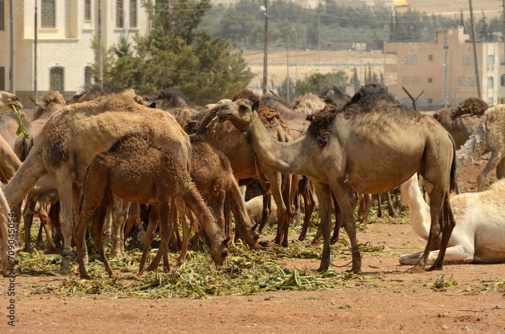 Naklejka premium Camellos pastando al sur de Amán, Jordania