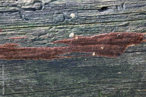 Phellinus ferrugineofuscus, a resupinate polypore fungus from Finland, no common English name photo