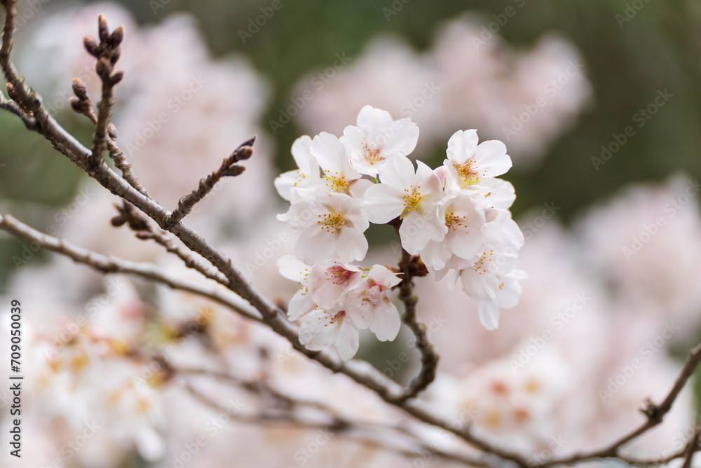綺麗に咲く桜の花