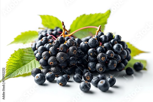 High resolution isolated elderberry on white background for advertising and promotion