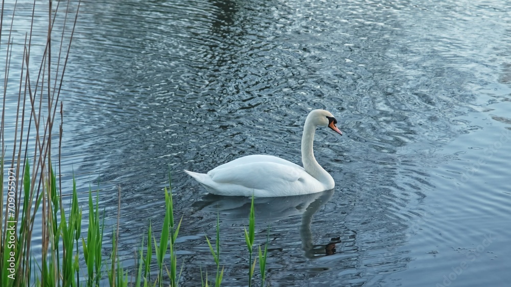 Fototapeta premium Graceful Beautiful White Adult Swan Swimming in Park Water Pond