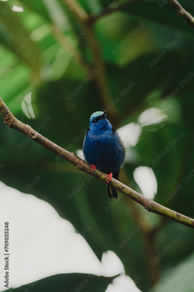 Fototapeta premium Blauer Vogel in Costa Rica