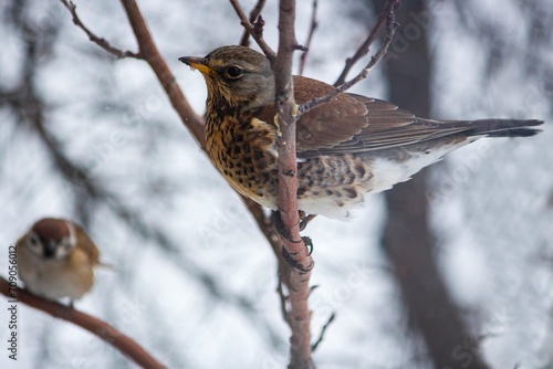 Fieldfare thrush flew to people in search of food