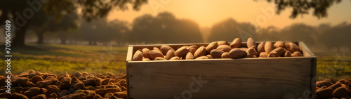 Brazil nuts harvested in a wooden box in a plantation with sunset. Natural organic fruit abundance. Agriculture, healthy and natural food concept. Horizontal composition, banner.