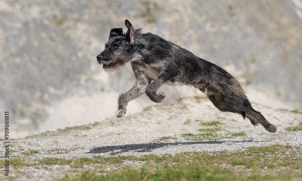 Naklejka premium Hunting dog running