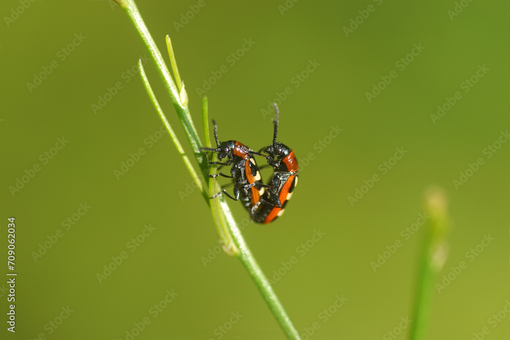 Common asparagus beetle (Crioceris asparagi). Tribe Criocerini, subfamily Criocerinae, family leaf beetles (Chrysomelidae). On asparagus. June, Dutch garden Common asparagus beetle (Crioceris asparagi). Tribe Criocerini, subfamily Criocerinae, family leaf beetles (Chrysomelidae). On asparagus. June, Dutch garden
