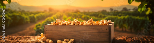 Cashew nuts harvested in a wooden box in a plantation with sunset. Natural organic fruit abundance. Agriculture, healthy and natural food concept. photo