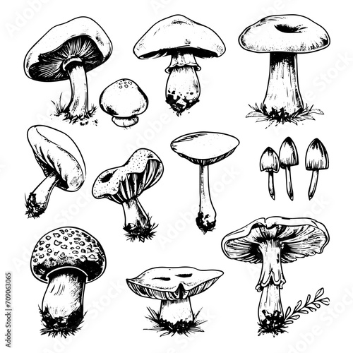 Set of mushrooms vector simple illustration isolated on white background. Outline and silhouette hand drawn sketched version. Vector mycology. Natural healthy fungus, autumn design
