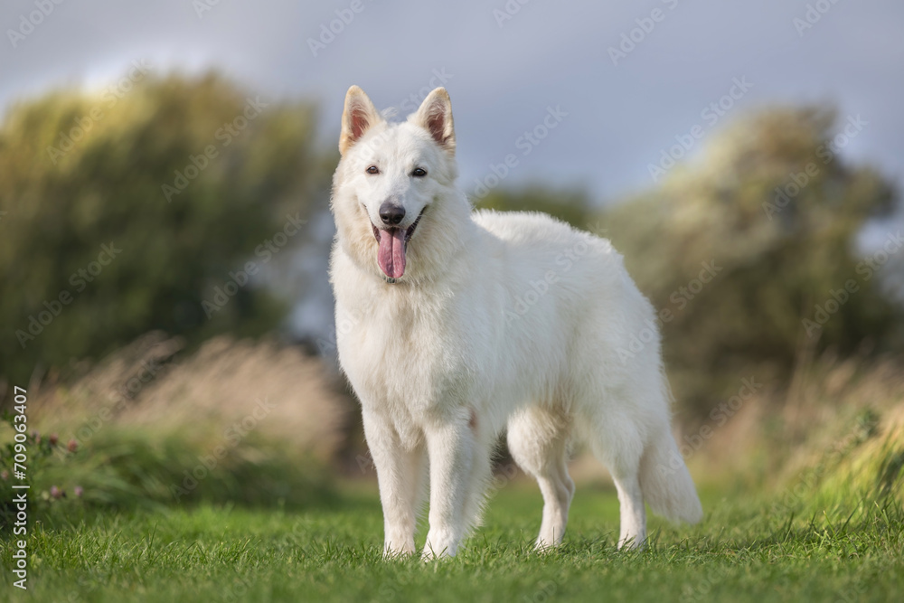 dog on the grass dog on the grass