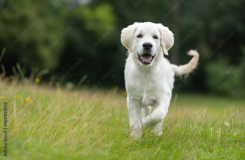 golden retriever puppy