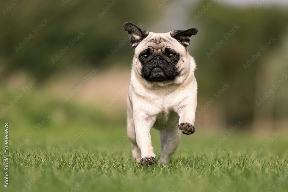 Fototapeta premium french bulldog 