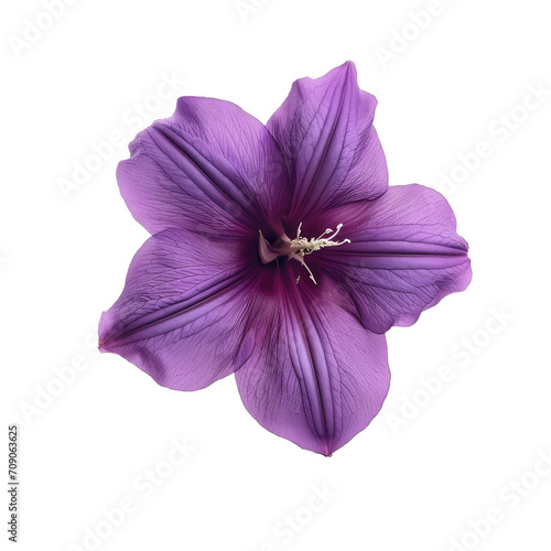 Beautiful flower isolated on white