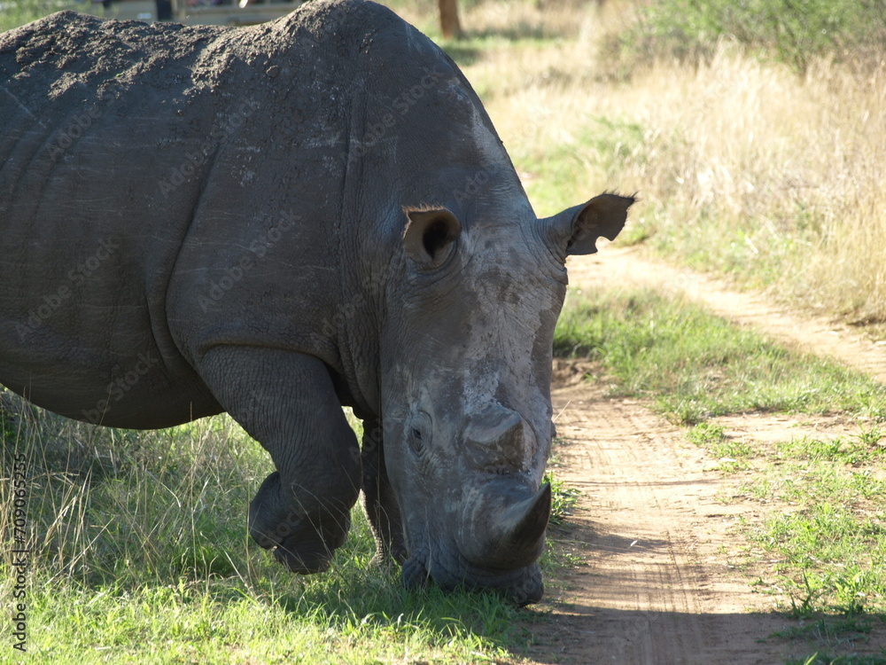 Naklejka premium OLYMPUS DIGITAL CAMERA