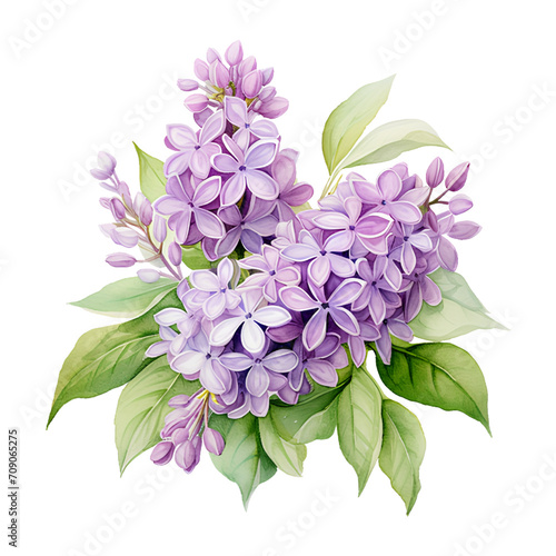 Bouquet of lilac branch isolated on white background.