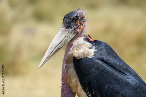 Marabou Stork closeup portrait on blur background photo